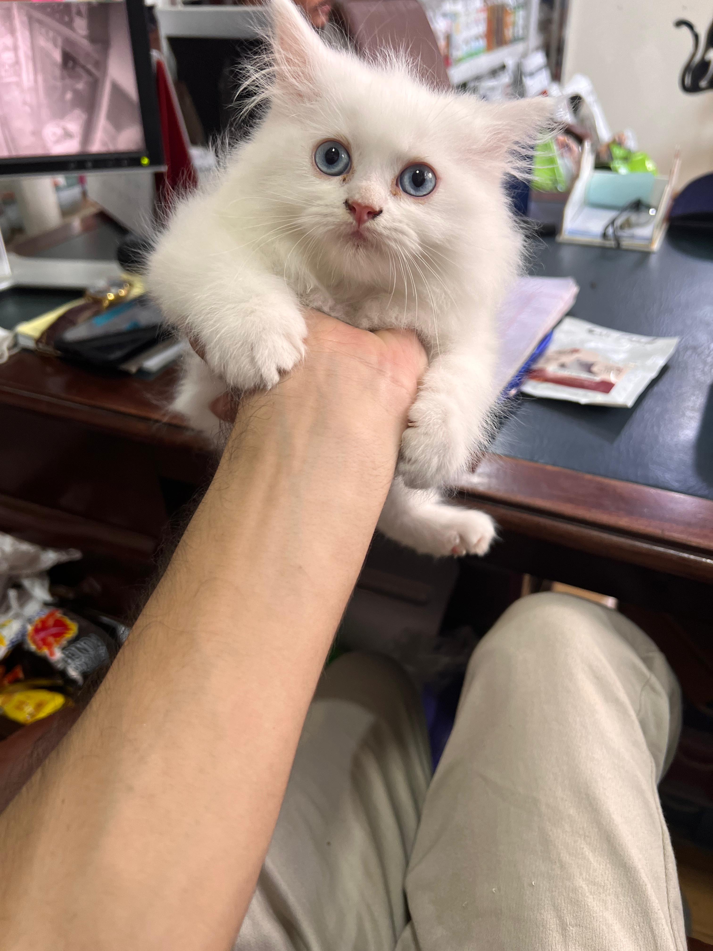 Adorable white kitten with blue eyes at the clinic