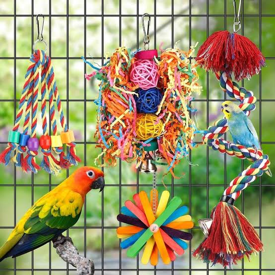 Colorful bird toys and accessories with parrots