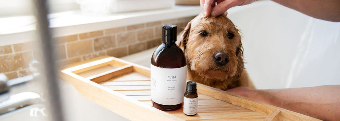 Premium dog shampoo and grooming products with wet dog in bath