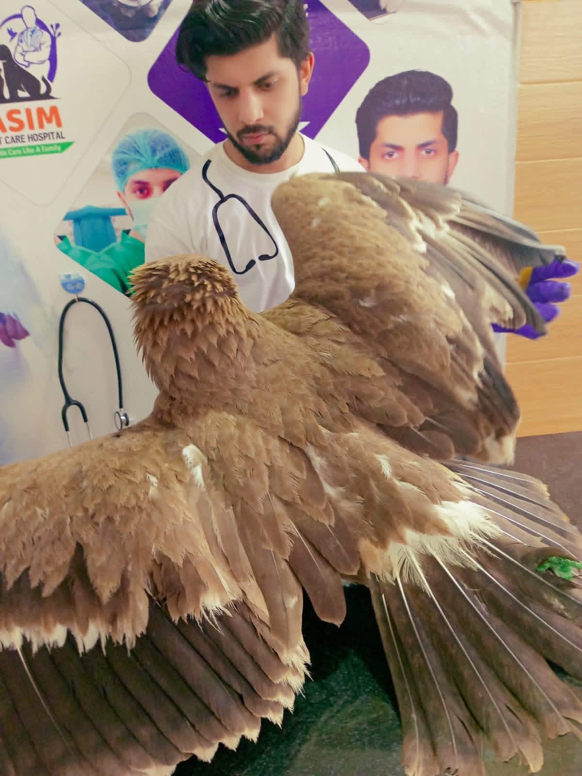 Dr Asim treating a large bird with spread wings