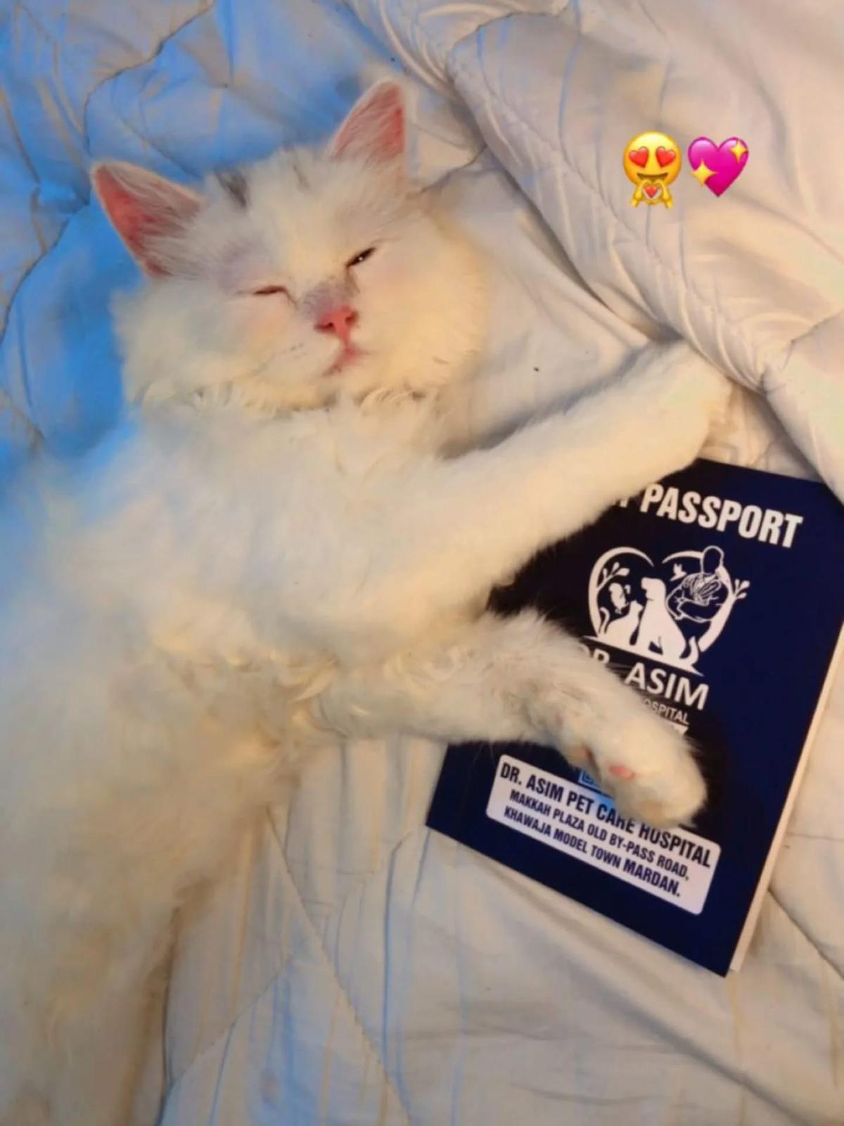 White cat resting comfortably with Dr Asim Pet Care Hospital passport