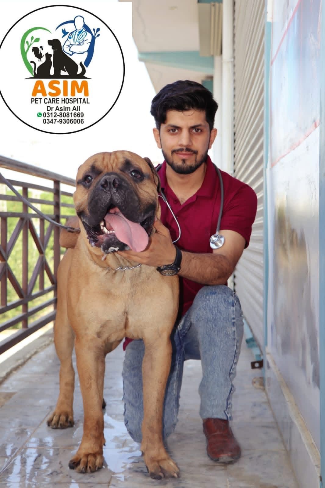 Dr Asim with large dog for deworming treatment