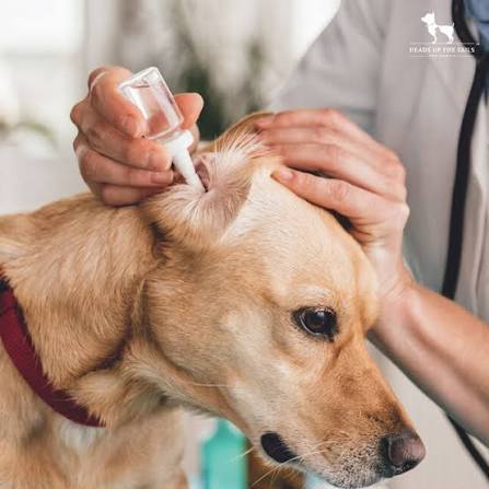 Vet cleaning dog ear with ear drops