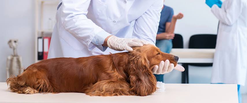 Vet treating an injured dog in emergency care