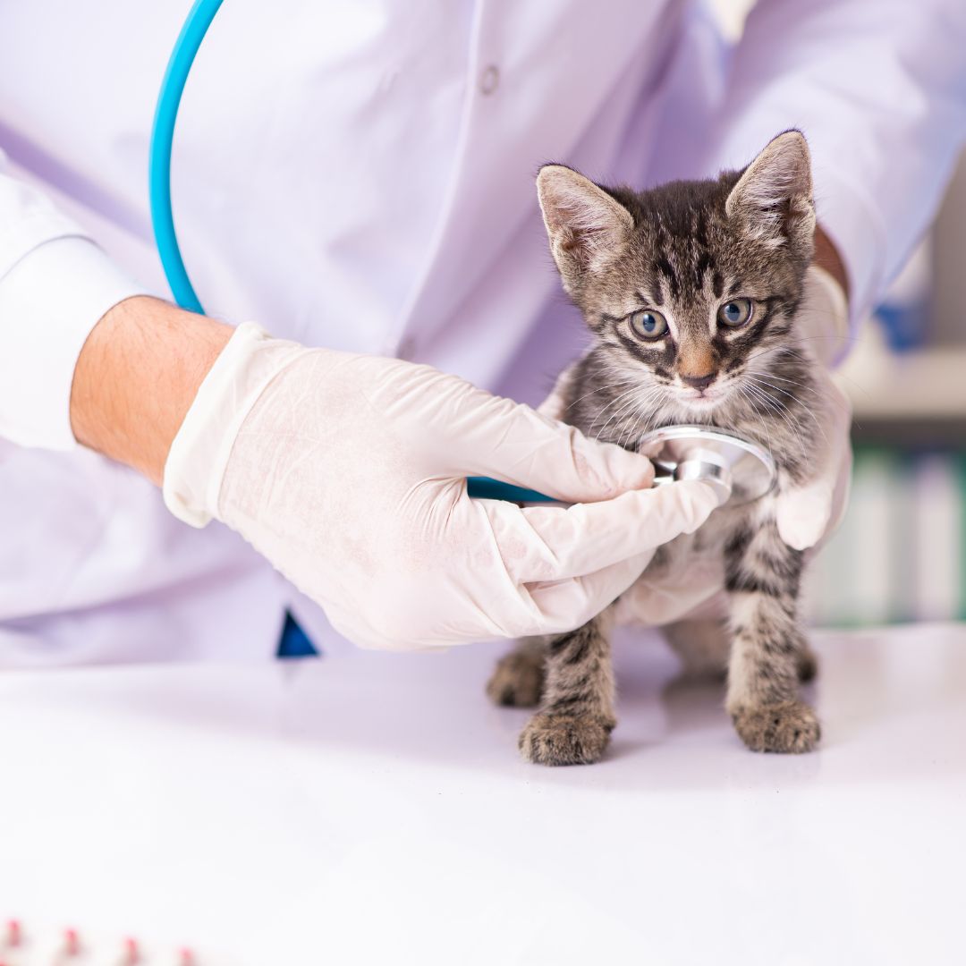 Vet examining a kitten with stethoscope
