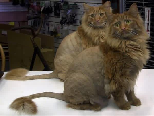 Two freshly groomed cats after professional grooming session