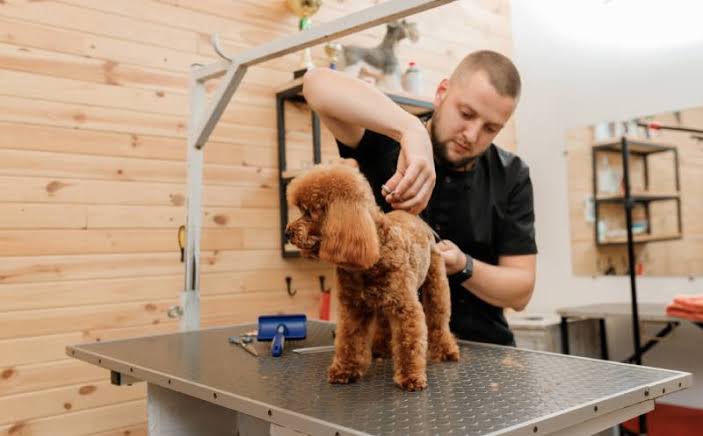 Professional groomer cutting poodle hair in grooming salon