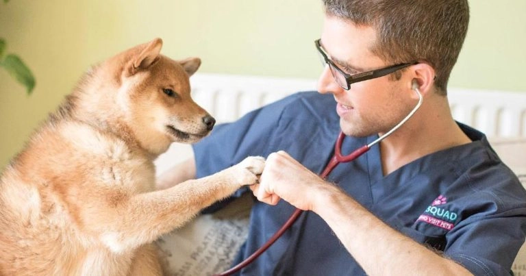 Vet examining dog with stethoscope during home visit