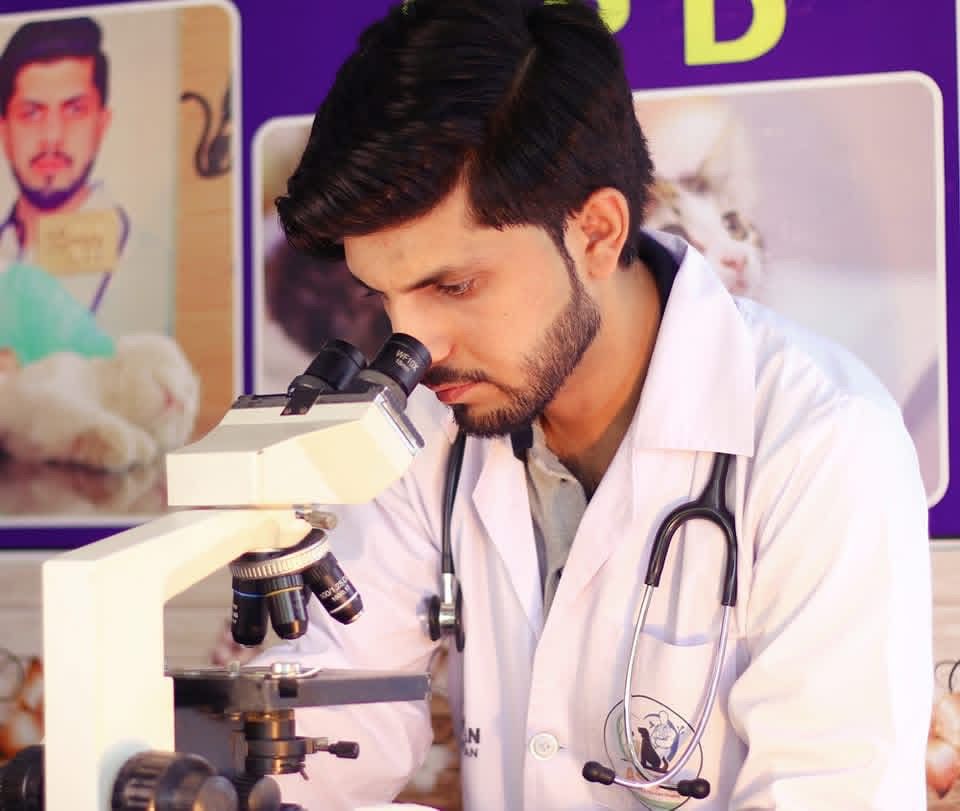 Vet examining sample under microscope in laboratory