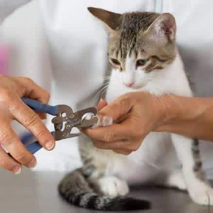 Vet trimming cat nails with clippers