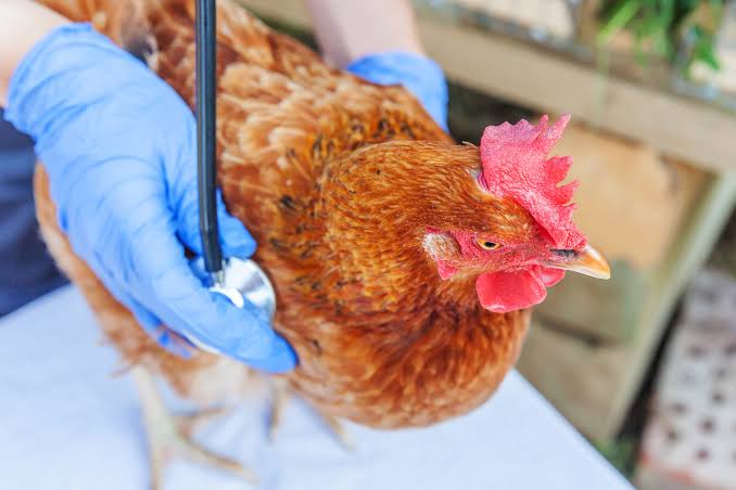 Vet examining chicken with stethoscope for poultry health management