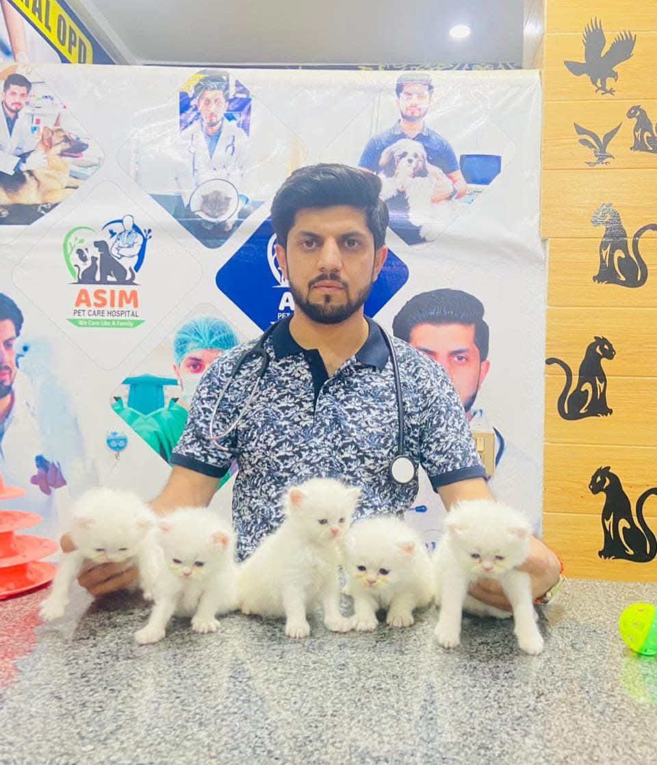 Dr Asim with white kittens at the hospital