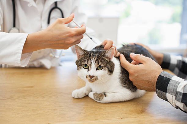 Cat being vaccinated by vet